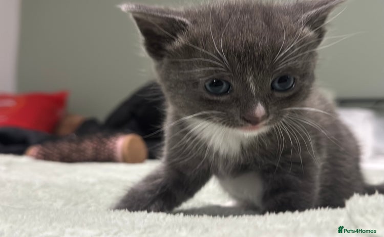Brazilian Shorthair cats - Advert 1
