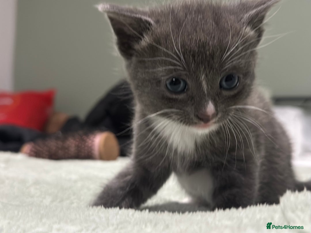 Brazilian Shorthair cats for sale: Kittens for sale  - Image 1
