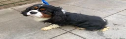 Cavalier King Charles Spaniel dogs for stud: Caviler for stud  - Advert 2
