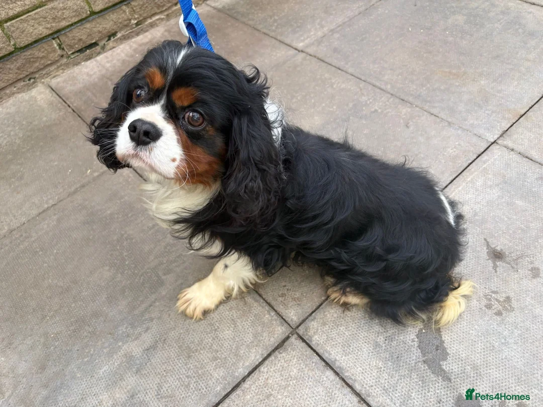 Cavalier King Charles Spaniel dogs for stud: Caviler for stud  - Advert 2