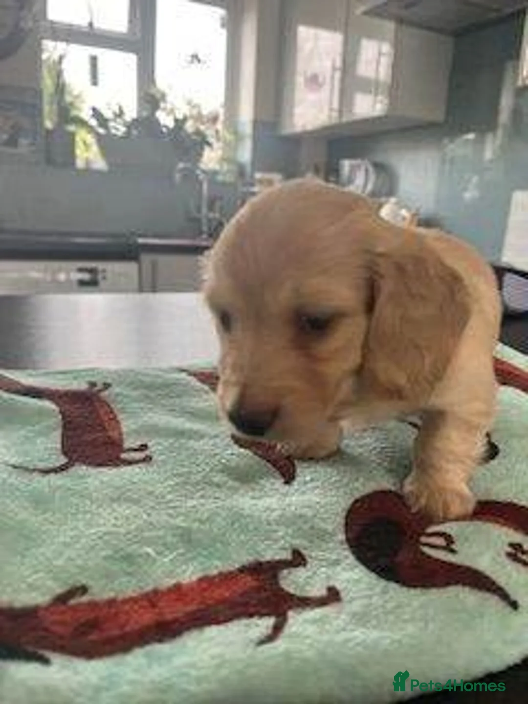 Miniature Dachshund dogs for sale: Lovely Miniature Dachshund Puppies Ready For Sale - Advert 6