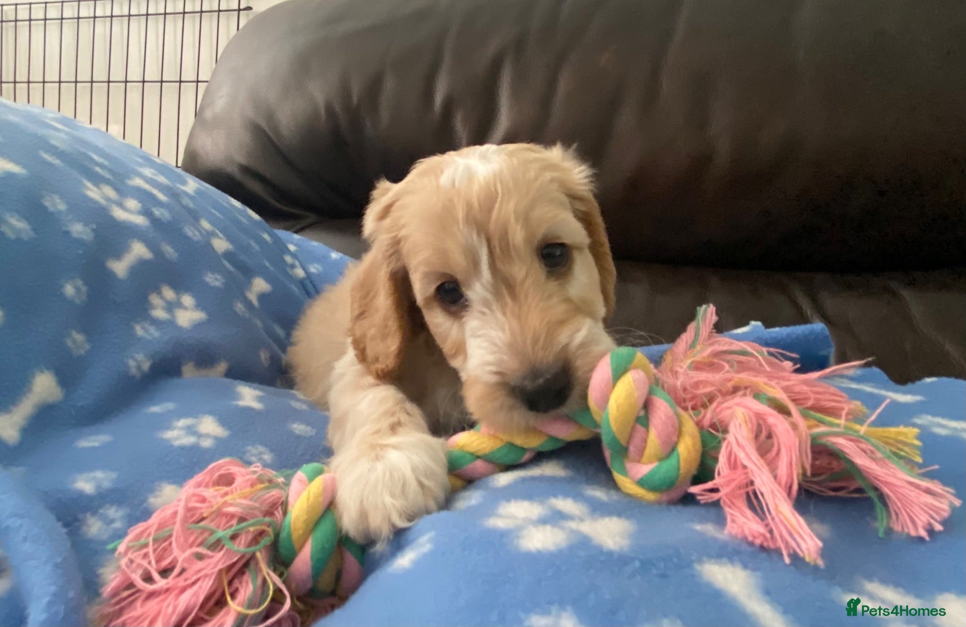 Cockapoo dogs Belles beautiful Angels  - Advert 2