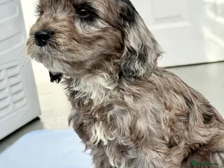 Cockapoo dogs BEAUTIFUL F1 COCKAPOO - Advert 11