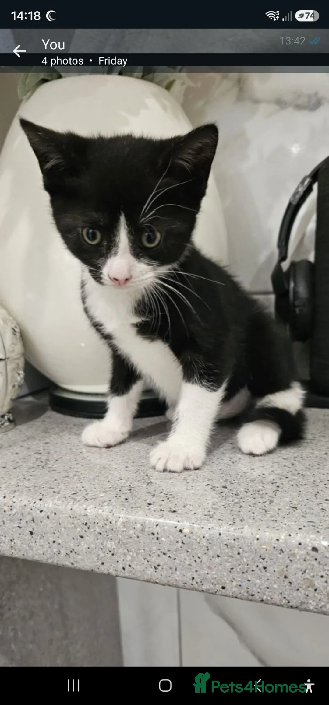 Mixed Breed cats for sale: Half bengal kitten  in Birmingham - Advert 1