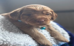 Australian Labradoodle dogs for sale: Genuine Australian Labradoodle (not poodle-lab mix in Wallington - Image 25