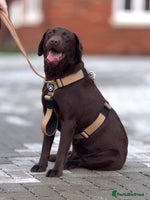 Labrador Retriever dogs - Advert 4