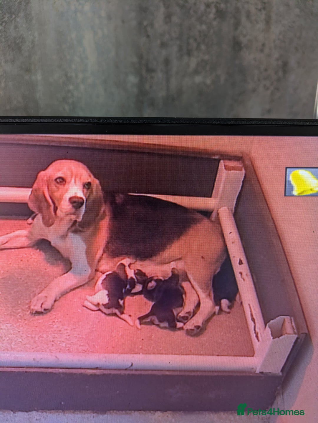 Beagle dogs for sale: Beagle  - Image 1