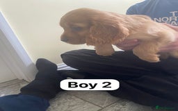 Cocker Spaniel dogs for sale: OUT STANDING GOLDEN SHOW TYPE COCKER SPANIEL  - Image 6