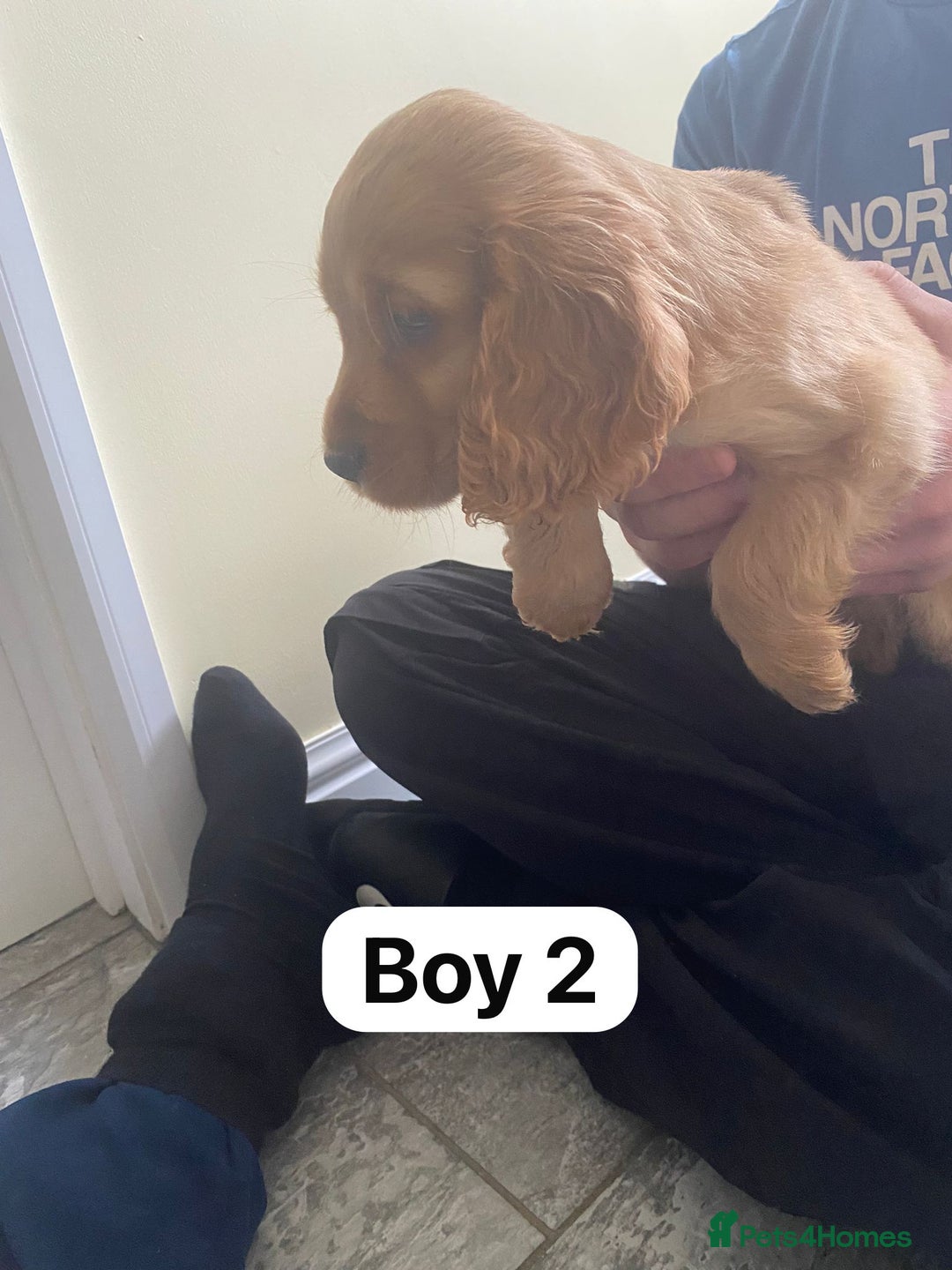 Cocker Spaniel dogs for sale: OUT STANDING GOLDEN SHOW TYPE COCKER SPANIEL  - Image 6