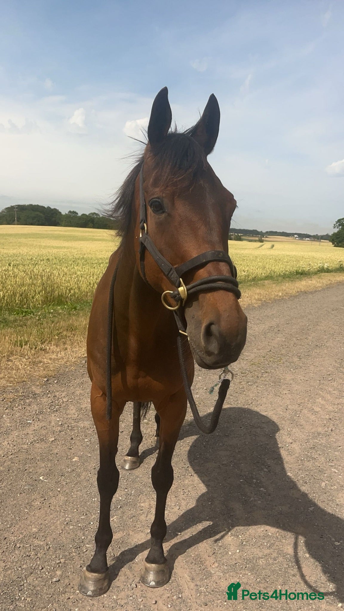 English Thoroughbred horses Stevie 7yo exracer - Advert 1