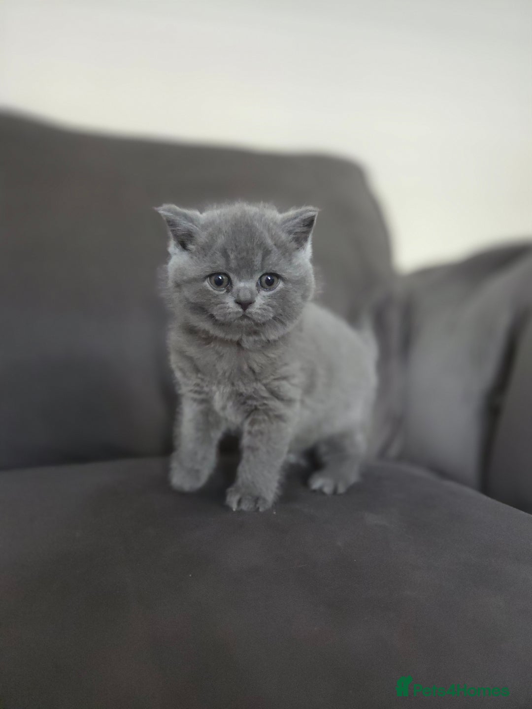 British Shorthair cats for sale: Gccf registered blue British shorthair boy left  - Advert 8