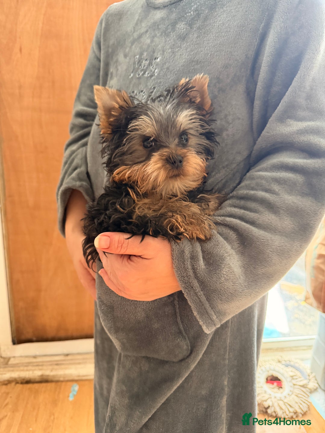 Yorkshire Terrier dogs for sale: Yorkshire terrier puppy - Advert 8