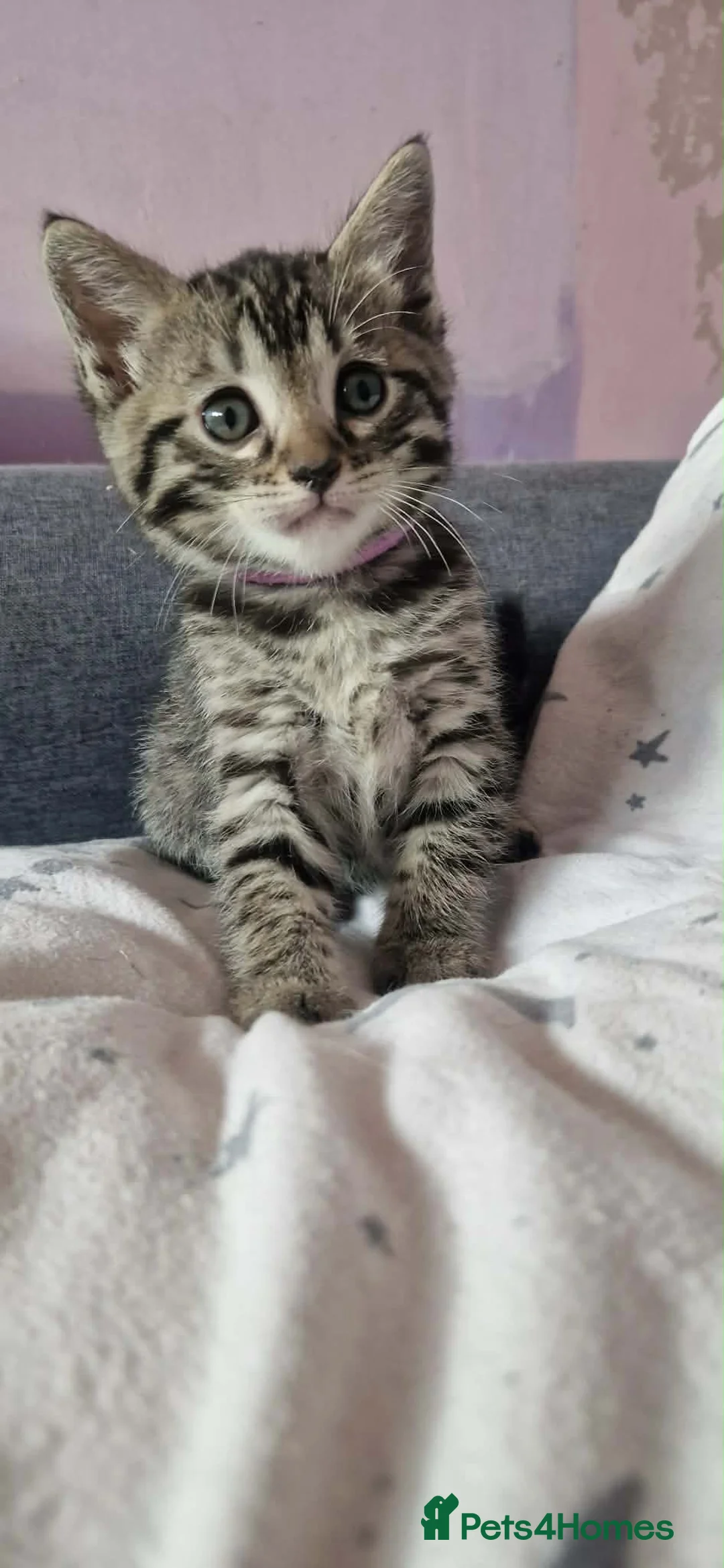 Bengal cats for sale: Lovely kittens dad Bengal mum Ragdoll - Advert 1