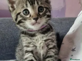 Bengal cats Lovely kittens dad Bengal mum Ragdoll - Advert 4