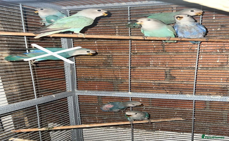 Lovebirds birds - Advert 4