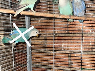 Lovebirds birds - Advert 15