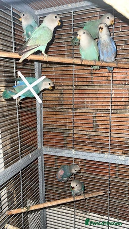 Lovebirds birds - Advert 5