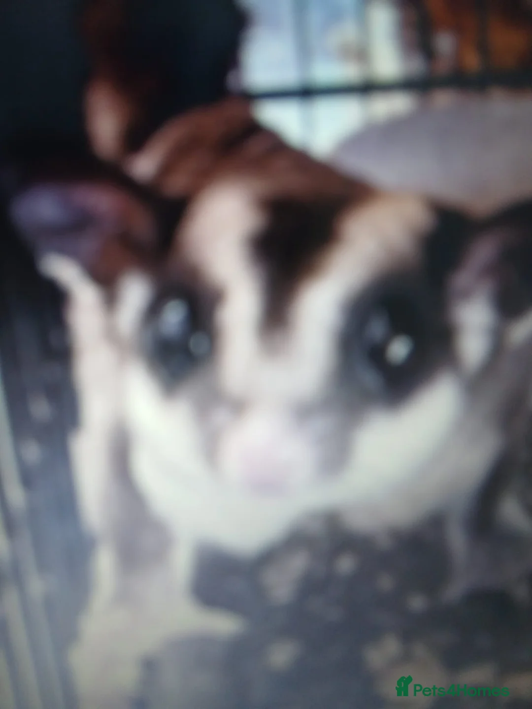 Sugar Glider rodents for sale: Two sugar gliders  - Advert 2