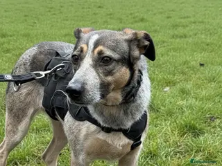 Mixed Breed dogs ❤️ Sweet Cindy is ready for a quiet forever home! - Advert 1