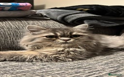 Persian cats for sale: Persian Chanchilla for Sale - Image 2