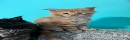 Maine Coon cats for sale: Beautiful Maine Coon Kittens – Ready to Reserve - Advert 13