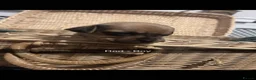 Chiweenie dogs for sale: Chiweenie puppies for sale   - Advert 14