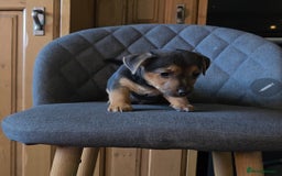 Jack Russell dogs for sale: Traditional Short Legged Jackrussell Pups!  - Image 14