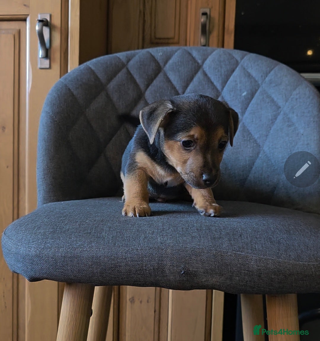 Jack Russell dogs for sale: Traditional Short Legged Jackrussell Pups!  - Image 14