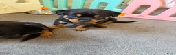 Rottweiler dogs for sale: Chunky Rottweiler puppies - Advert 10