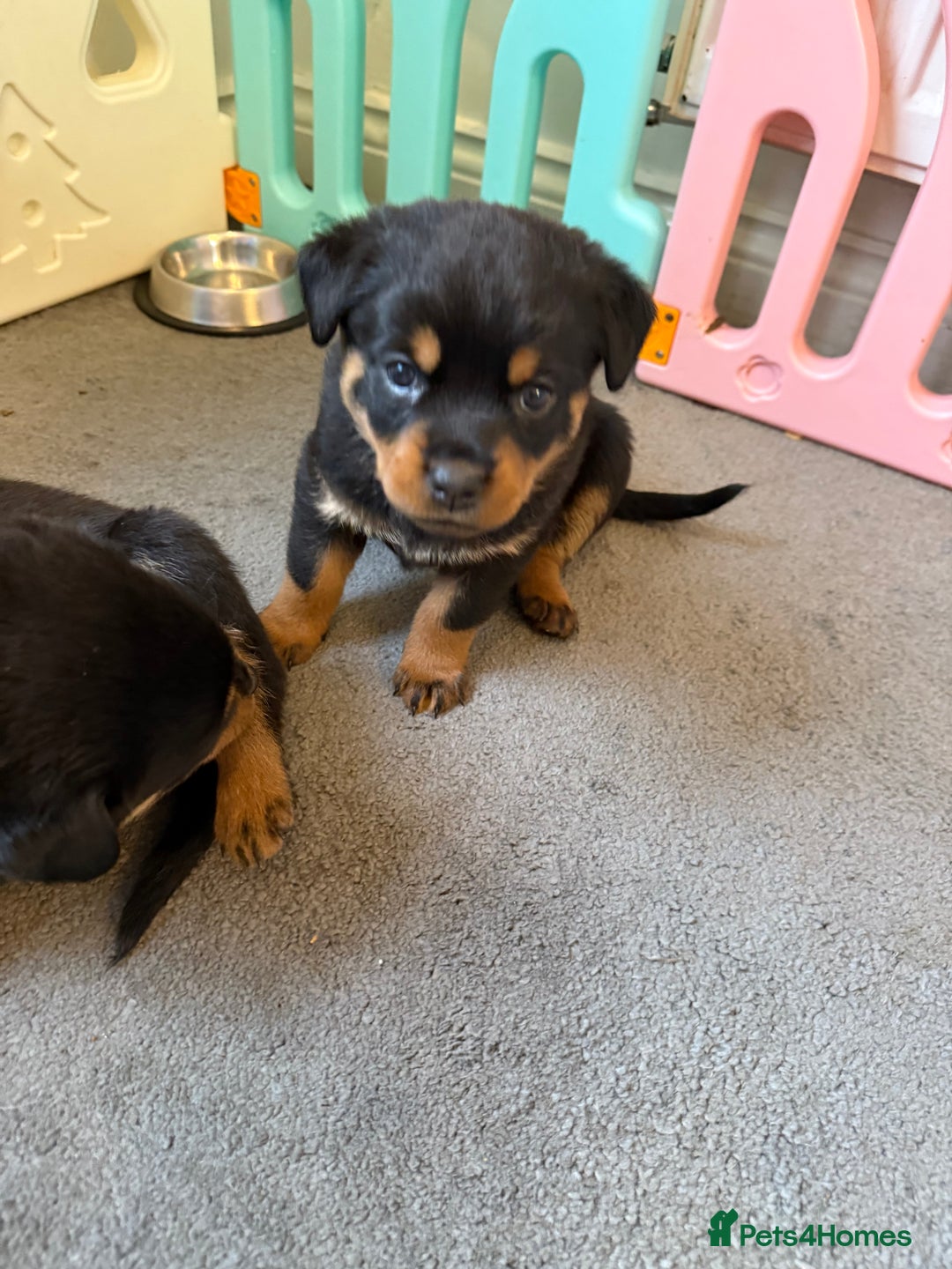 Rottweiler dogs for sale: Chunky Rottweiler puppies - Advert 10