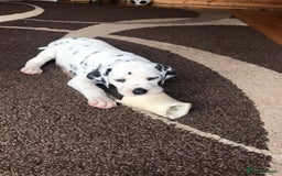 Dalmatian dogs for stud: Kc Baer tested studs available proven in Bedford - Image 15