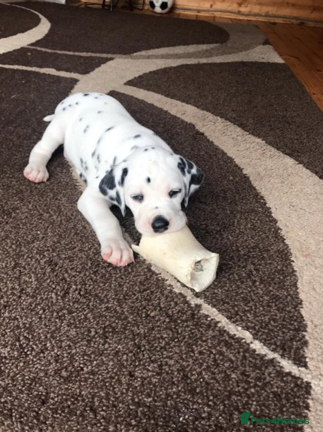Dalmatian dogs for stud: Kc Baer tested studs available proven in Bedford - Image 15