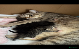 Scottish Fold cats for sale: Black Scottish straight  - Image 3