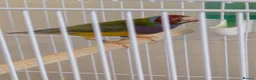 Finches birds for sale: Gouldian finch male - Advert 3