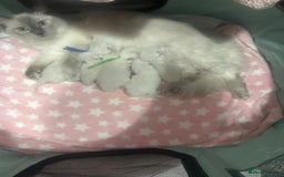Ragdoll cats for sale: Ready Now!!!! 1 male Ragdoll - Image 7