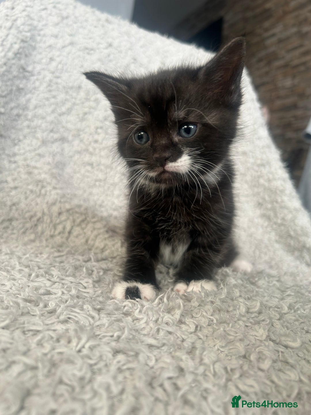 Norwegian Forest Cat cats for sale: BLACK&SILVER NORWEGIAN BOY LEFT  - Advert 15
