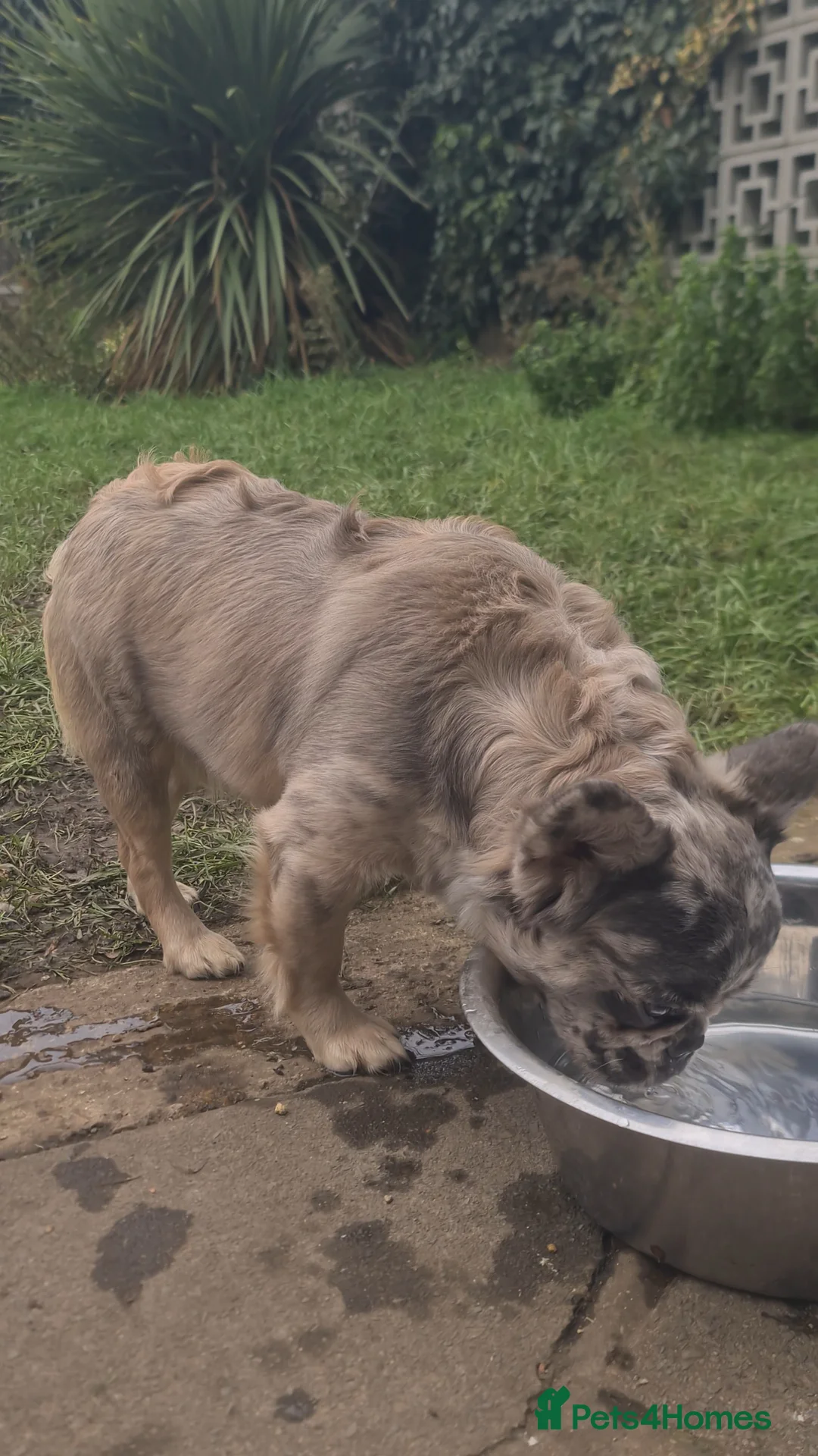 French Bulldog dogs for stud: 🍬 Marshmerlo – Rare Fluffy Frenchie Stud ✨ - Advert 10