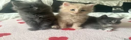 Ragdoll cats for sale: ragdoll X maine coone kittens  in Walsall - Advert 7