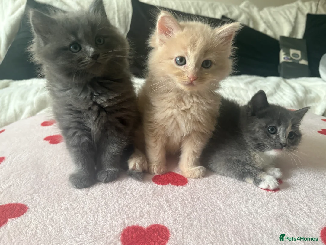 Ragdoll cats for sale: ragdoll X maine coone kittens  in Walsall - Advert 7