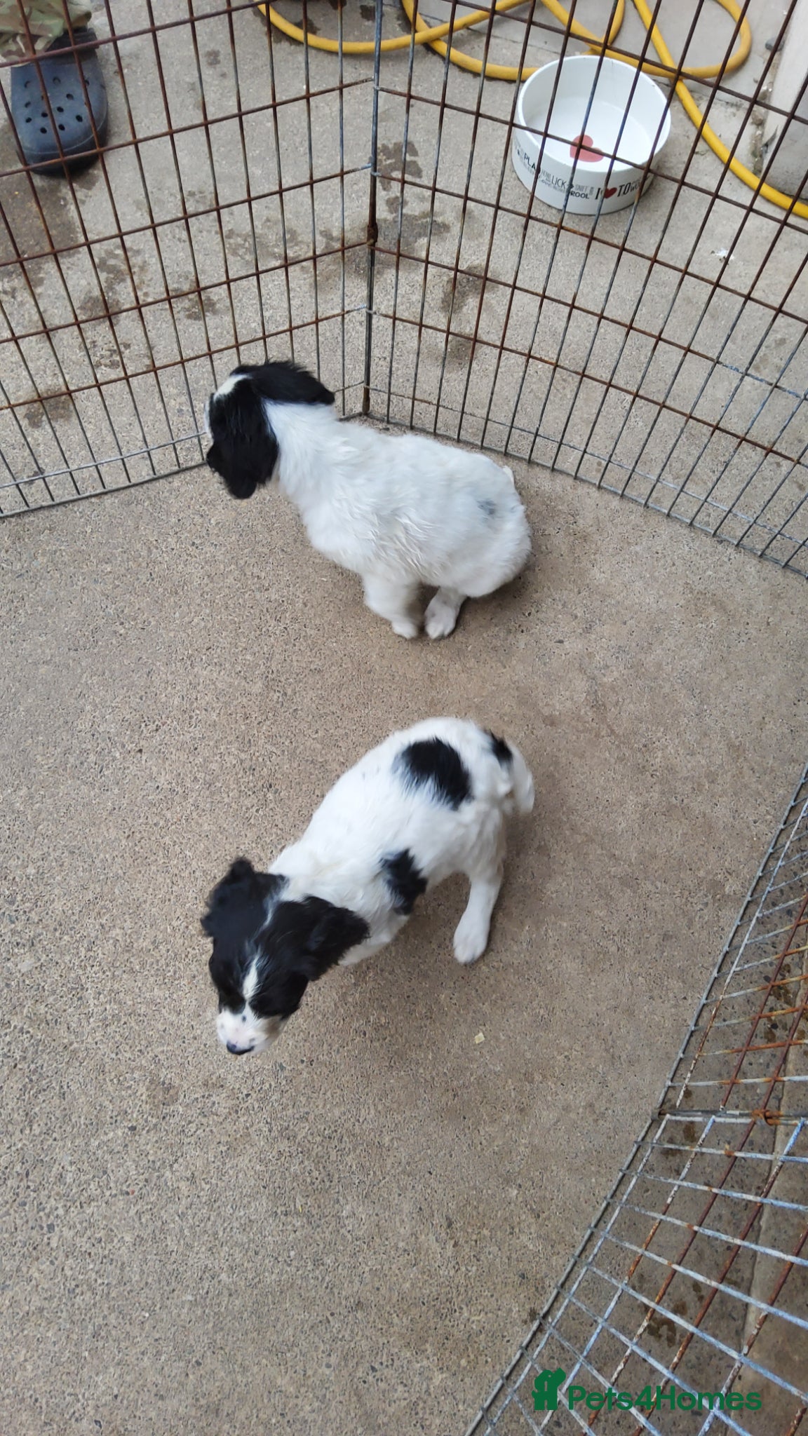English Springer Spaniel dogs for sale: Photos! 2 Springer Spaniel beautiful pedigree pups - Advert 11