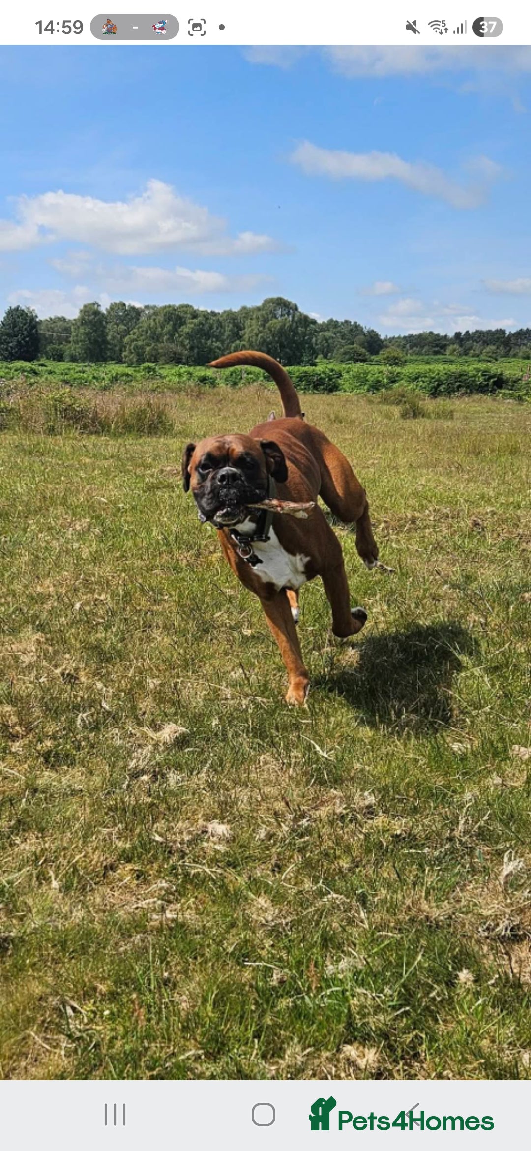 Boxer dogs for stud: Male boxer aged 2 ready for stud duties 🥰 - Advert 2