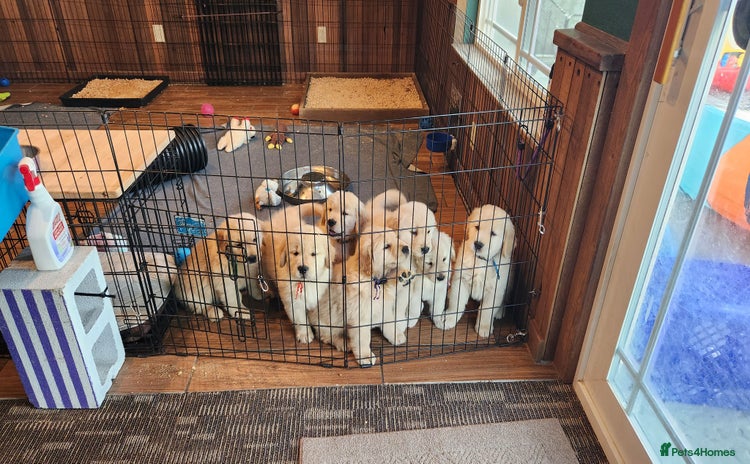 Golden Retriever dogs - Advert 16