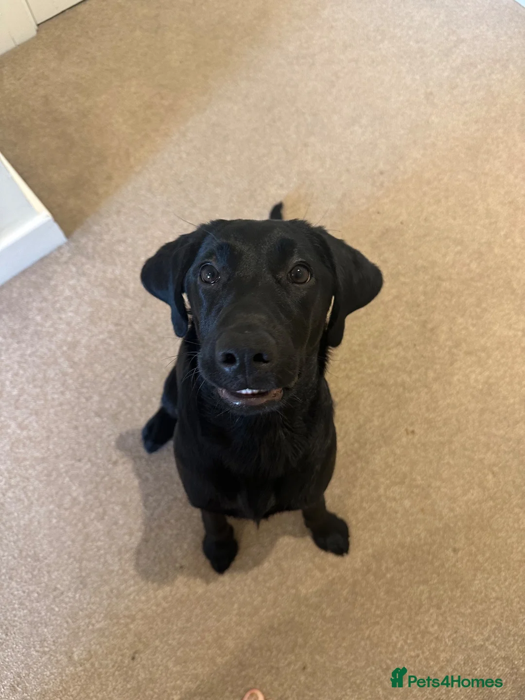 Labrador Retriever dogs for sale: Lollie The 1 Year Old Lab - Advert 6