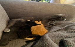 Domestic Shorthair cats for sale: Make kitten ready to leave - Image 8