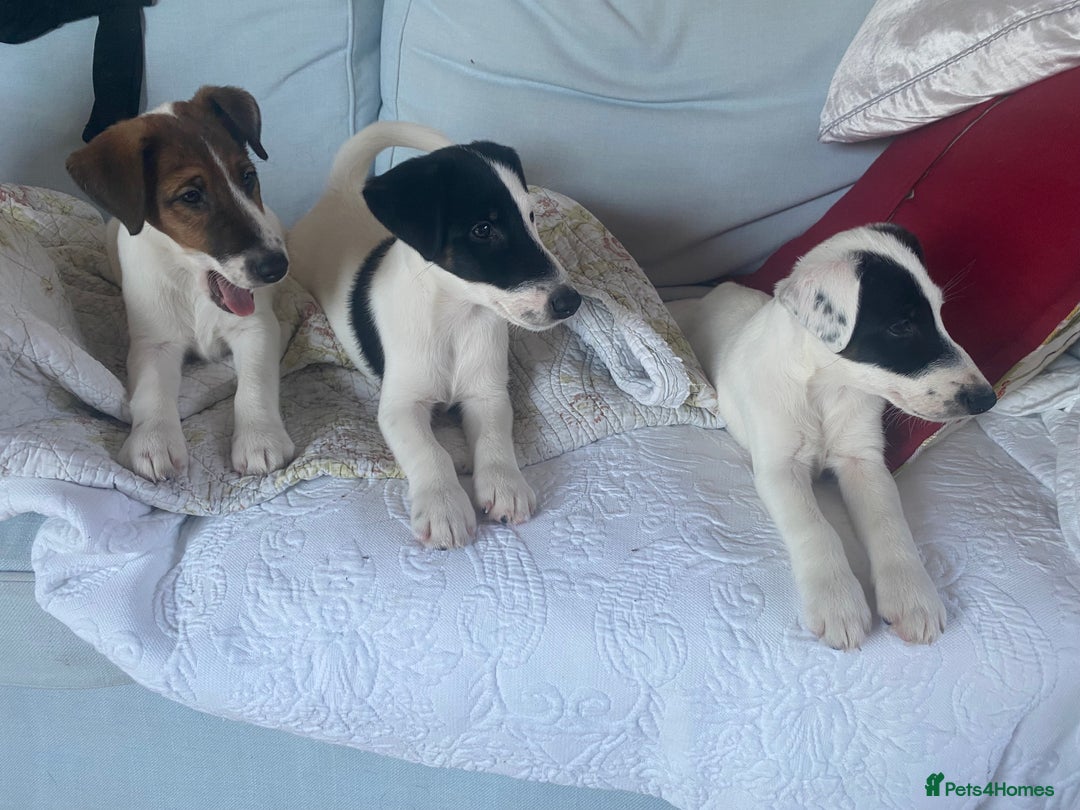 Fox Terrier dogs for sale: Smooth Fox Terrier beautiful home reared puppies   - Advert 11