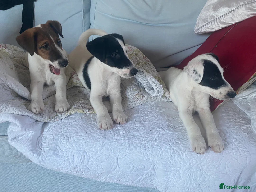 Fox Terrier dogs for sale: Smooth Fox Terrier beautiful home reared puppies   - Advert 11