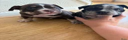 American Bully dogs for sale: 🌟BANK HOLIDAY SPECIAL🌟 Pocket bully pups 😍🐶🏆  - Advert 17