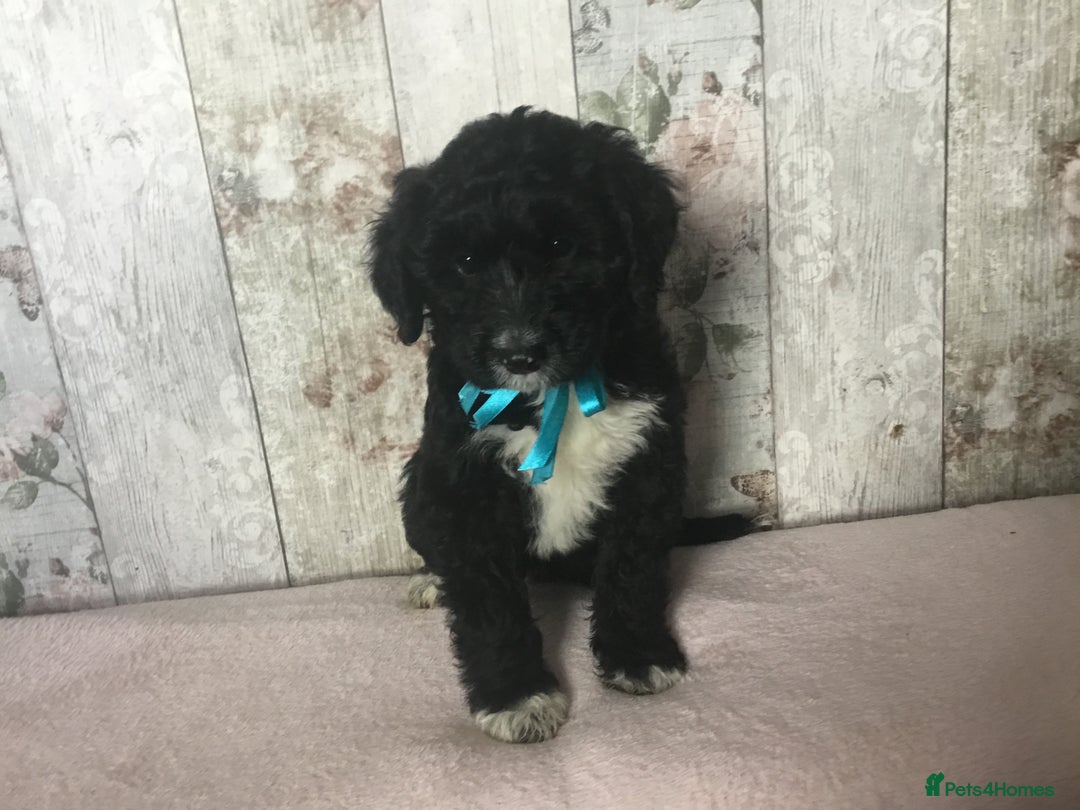 Bordoodle dogs for sale: Adorable & Confident Collie x poodle pups - Image 21