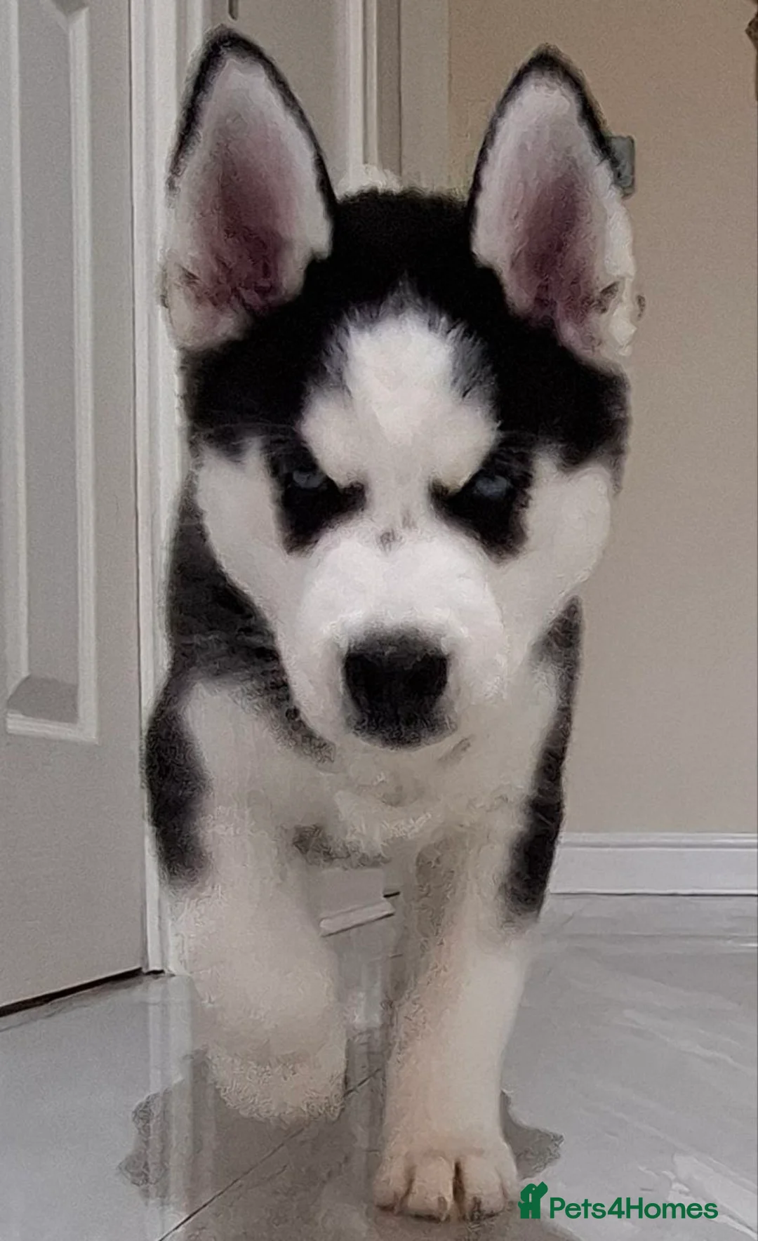 Siberian Husky dogs for sale: Siberian Huskies- BIG and WOOLY (4 Female, 1 Male) - Advert 23