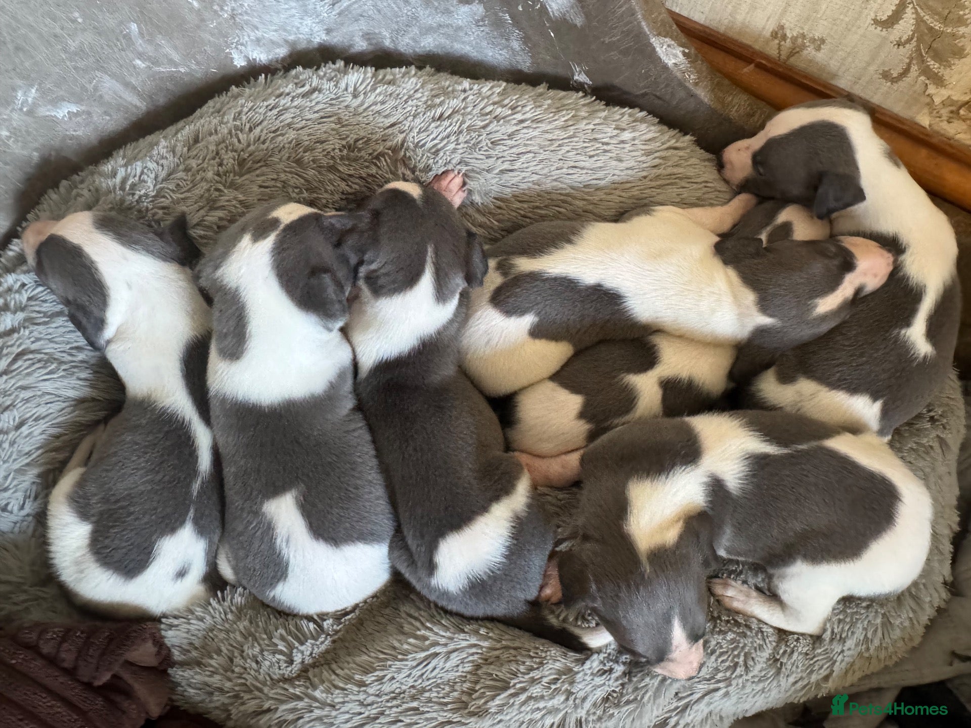 Whippet dogs ✨ EXCEPTIONAL PEDIGREE WHIPPETS  - Advert 2